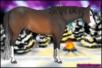 Horse Color:Buckskin Splash 