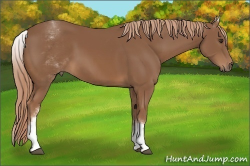 Horse Color:White Spotted Chestnut Sabino 