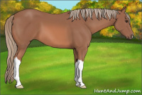 Horse Color:Liver Chestnut Mushroom
