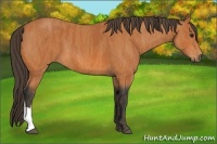 Horse Color:Bay  Brindle