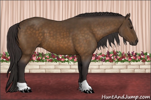 Horse Color: Buckskin 