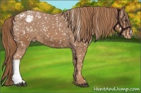 Horse Color:Chestnut Snowcap 