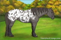 Horse Color:Grullo Blanket 