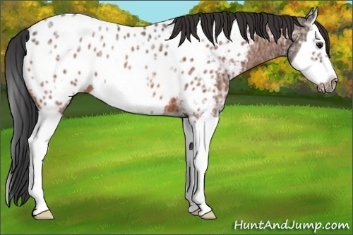 Horse Color:Bay Ice Splash Frame Appaloosa 