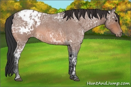 Horse Color:Bay Ice Roan Appaloosa 