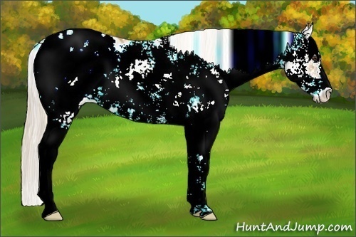 Horse Color:ERROR: UNKNOWN ANOMALY