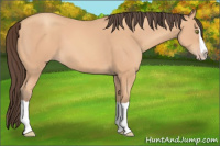 Horse Color:Amber Champagne Splash 