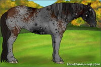 Horse Color:ERROR: UNKNOWN ANOMALY