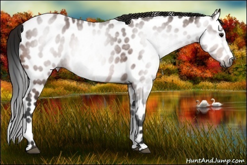 Horse Color:Gray Bay Appaloosa 