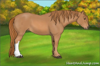 Horse Color:Red Roan 