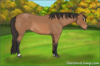 Horse Color:Bay Roan Sabino