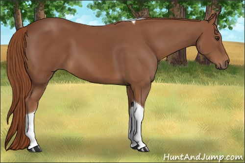 Horse Color: Chestnut Tobiano 