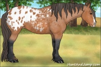 Horse Color:Bay Splash Appaloosa 