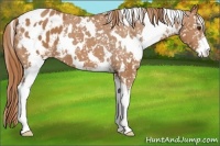 Horse Color:White Spotted Chestnut Sabino Appaloosa 
