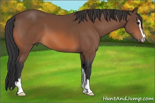 Horse Color:Bay Sabino 