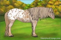 Horse Color:Chestnut Appaloosa 