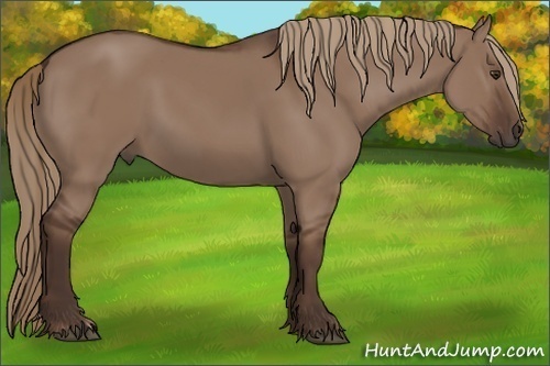 Horse Color:Liver Red Dun 