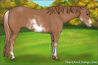Horse Color:White Spotted Chestnut Frame 