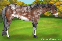 Horse Color:White Spotted Bay Frame