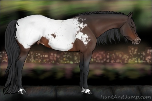 Horse Color: Bay Snowcap 