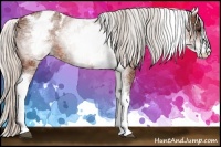 Horse Color:White Spotted Silver Brown Appaloosa 