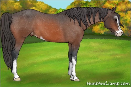 Horse Color: Bay Sabino Blanket 