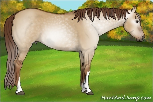 Horse Color:Gray Red Dun