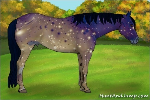 Horse Color: ERROR: UNKNOWN ANOMALY