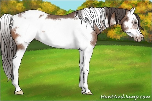 Horse Color:Bay Splash Frame Appaloosa Rabicano 