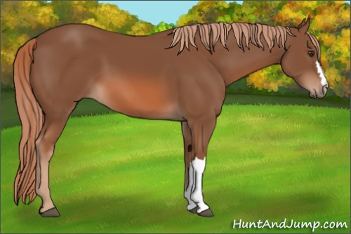 Horse Color: Chestnut 
