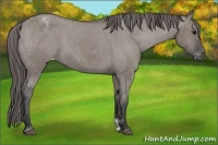 Horse Color:Grullo Blanket