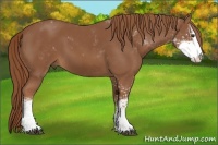 Horse Color:Chestnut Sabino 
