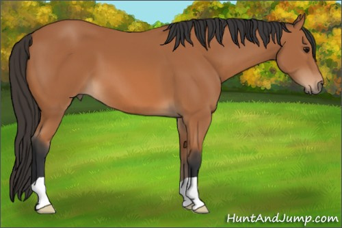 Horse Color: Bay 