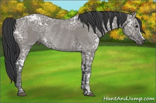 Horse Color: Grullo Ice Rabicano 