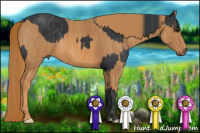 Horse Color:Black  Brindle