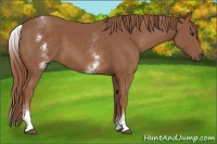 Horse Color:White Spotted Chestnut Sabino 