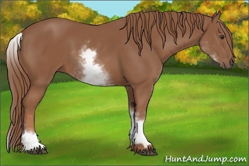 Horse Color: White Spotted Chestnut Sabino 