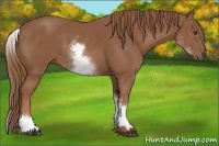 Horse Color:White Spotted Chestnut Sabino 