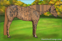 Horse Color:Black  Brindle