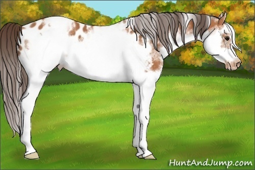 Horse Color: Unknown 