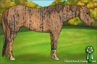 Horse Color:Unknown 