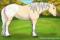 Horse Color:Palomino Roan Tobiano Blanket 
