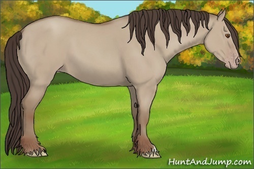 Horse Color: Unknown 