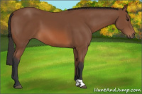 Horse Color:Bay 