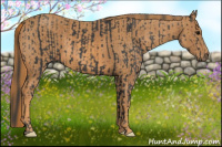 Horse Color:Black  Brindle