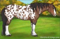 Horse Color:Bay Splash Tobiano Near Leopard Brindle