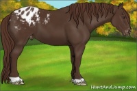 Horse Color:Liver Chestnut Appaloosa 