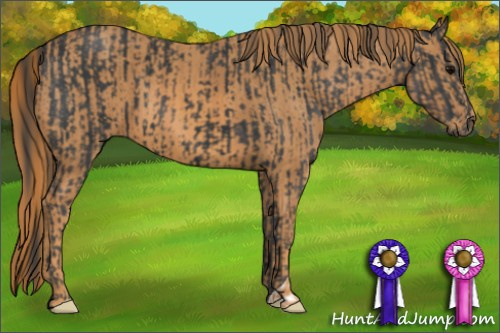 Horse Color: Black  Brindle