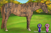 Horse Color:Black  Brindle