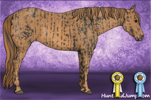 Horse Color: Black  Brindle